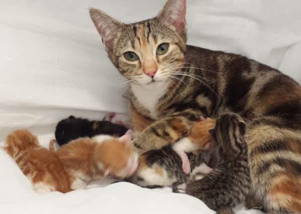 Moira with her kittens
