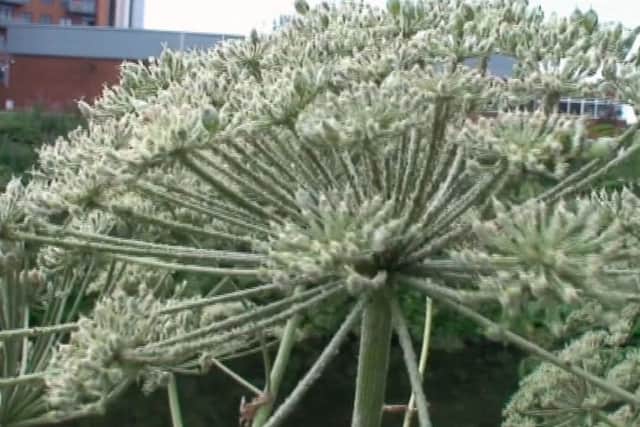 Giant hogweed in Leeds. PIC AND VIDEO: David Clay