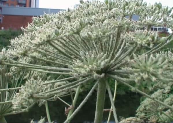 Giant hogweed in Leeds. PIC AND VIDEO: David Clay