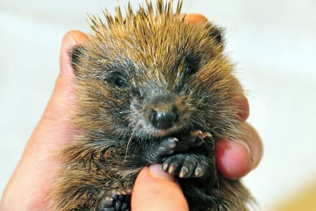 The hedgehog map allows people to log sightings and become a hedgehog champion.