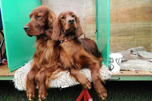 Irish Setters Jonesy and Phoebe take a rest during the Championship Dog Show at Harewood House. Picture: Anna Gowthorpe
