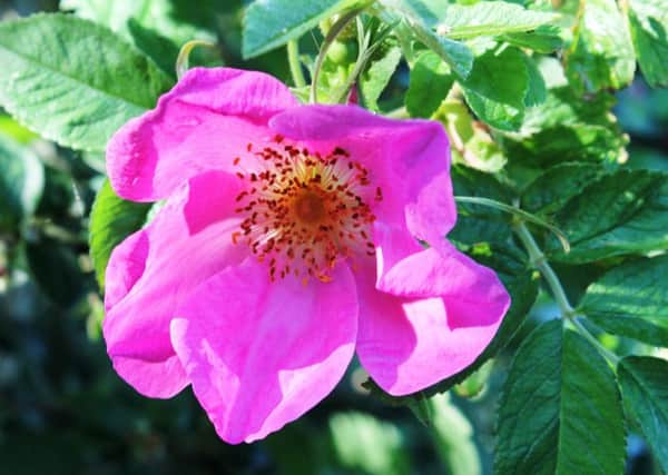 Rosa canina may not hang around very long to enjoy the sunshine, but it is an essential part of a British summer.