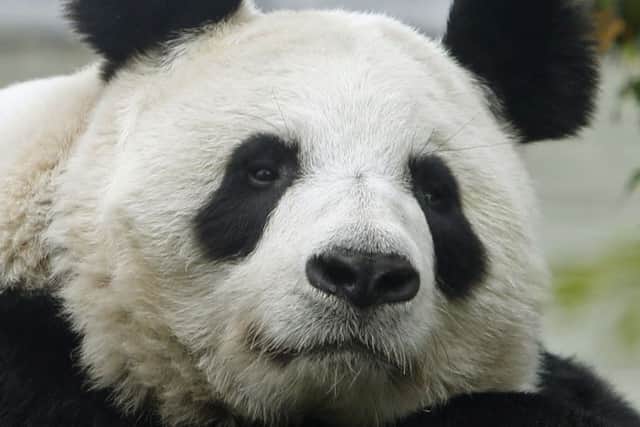 File photo dated 22/9/2014 of  Tian Tian. The panda enclosure at Edinburgh Zoo has been closed to the public as keepers hope for the arrival of a rare cub. PRESS ASSOCIATION Photo. Issue date: Monday August 17, 2015. Britain's only female giant panda, Tian Tian, was artificially inseminated for the third time earlier this year. Experts said she conceived but they still do not know for definite if she is pregnant. Keepers in Edinburgh have closed off her enclosure and that of male Yang Guang to prepare for a potential birth. See PA story ANIMALS Panda. Photo credit should read: Danny Lawson/PA Wire