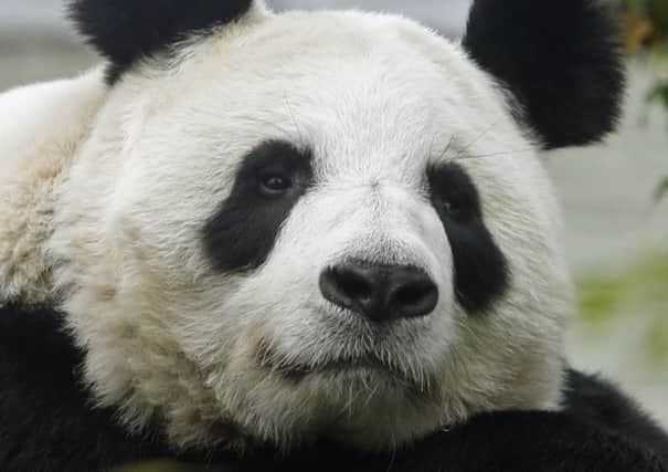 File photo dated 22/9/2014 of  Tian Tian. The panda enclosure at Edinburgh Zoo has been closed to the public as keepers hope for the arrival of a rare cub. PRESS ASSOCIATION Photo. Issue date: Monday August 17, 2015. Britain's only female giant panda, Tian Tian, was artificially inseminated for the third time earlier this year. Experts said she conceived but they still do not know for definite if she is pregnant. Keepers in Edinburgh have closed off her enclosure and that of male Yang Guang to prepare for a potential birth. See PA story ANIMALS Panda. Photo credit should read: Danny Lawson/PA Wire