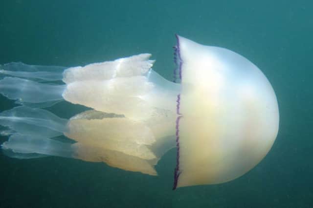 A barrel jellyfish.