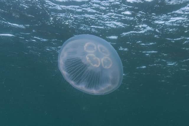 A  moon jellyfish.
