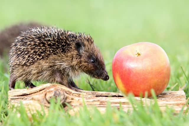 Thumbelina the hedgehog at Whitby Wildlife Sanctuary. Picture: SWNS