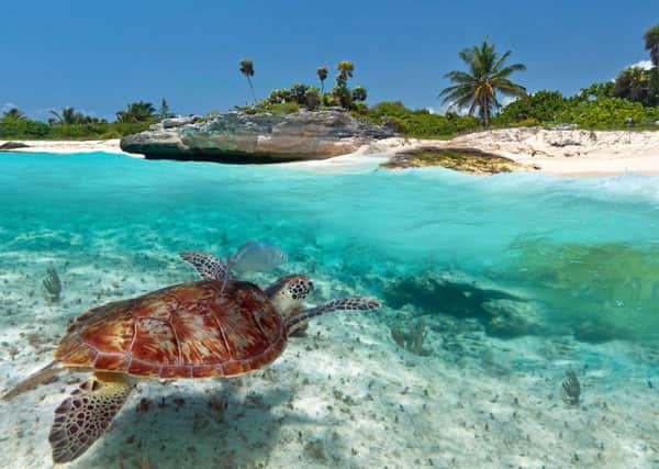 A turtle enjoyig the waters off Tulum in Mexico.