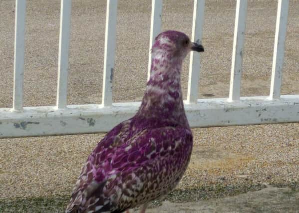 The purple seagull in Bridlington. Picture: OliverStone/Ross Parry Agency