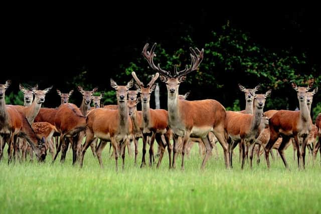 Date:23rd July 2015. Picture James Hardisty, (JH1009/70a) Lotherton Hall, near Leeds, are celebrating the arrival of 27 newborn Red Deer Fawns to their herd of 83 and one mature stag.
