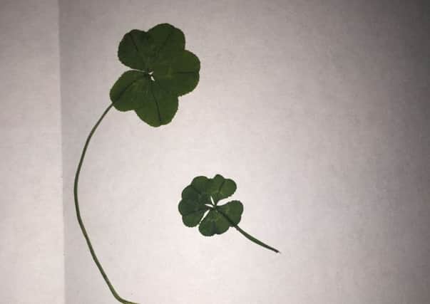 25 -year-old cake maker Gemma Scorfield might just be the luckiest woman in the world after finding not one, but TWO five-leaf clovers - within hours of each other. Picture: Ross Parry Agency