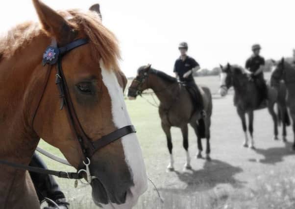 A West Yorkshire Police picture of Fimber