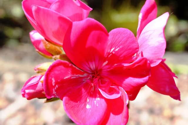 GROWTH INDUSTRY: Geraniums can be persuaded to bloom virtually year-round.