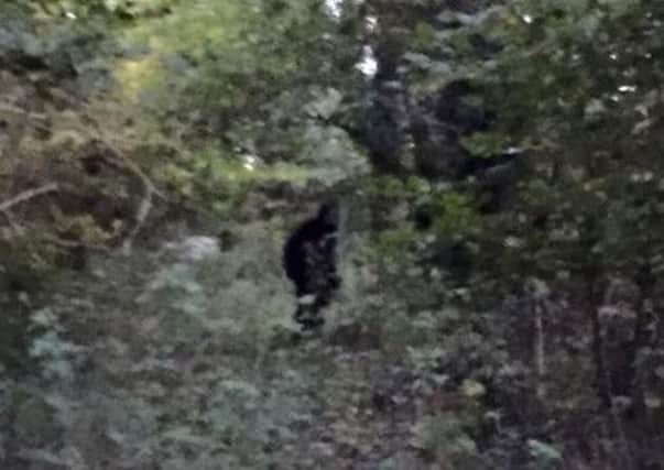 The dog walker who took this snap says she believes it could be the legendary beast