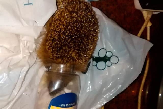 The hedgehog  with a moyonnaise container around its head. Picture: Ross Parry Agency