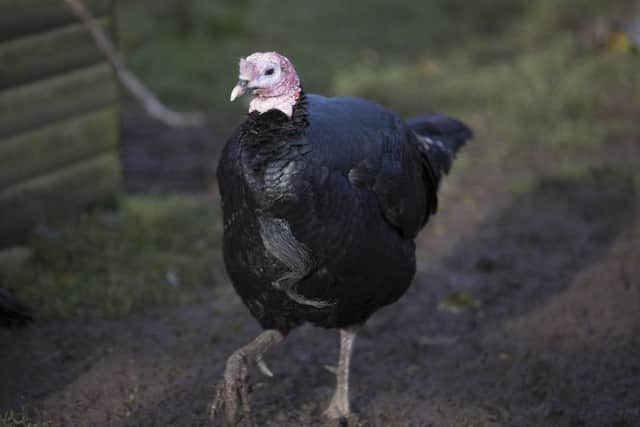 Dinner, a Turkey at Stonebridge City Farm in Nottingham, who is believed to be Britian's oldest and luckiest Turkey. December 4 2015.  Surviving 15 Christmases on the trot probably makes this male turkey the country's luckiest festive bird... and possibly the oldest.  See NTI story NTITURKEY.  The gobbler, known as Dinner or Boss Man to the staff, has ruled the roost at Stonebridge Farm, Notts, for at least a decade and a half and is the only poultry on site to have a name. No one is sure exactly how old he is, the farm's operations co-ordinator Stephen Gee said yesterday.  "But my wife Marie (Rogers) started working here 16 years ago and always remembers him being here.  So while we can't name his age exactly we are pretty confident that he is one of the oldest and luckiest turkeys around and he gets past Christmas every year and breathes a big sigh of relief in January," the 64-year-old retired sixth form teacher added.  A domesticated male turkey normally has a lifespan of around ten years.