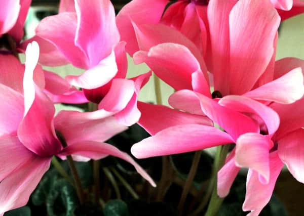 CAPTION: BLOOMING LOVELY: Cyclamen are a popular Christmas present.