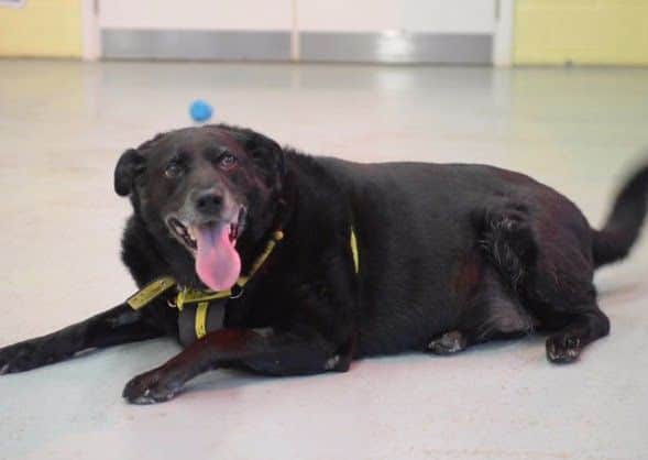 Video - Britain’s fattest lab put on strict diet after well-meaning ...