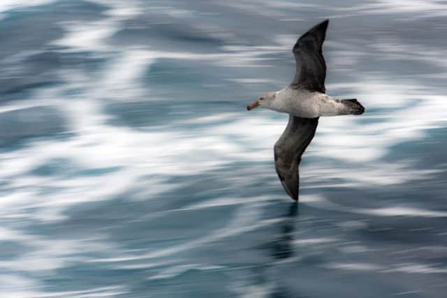 A Giant Petrel at sea, between the Falklands and South Georgia.