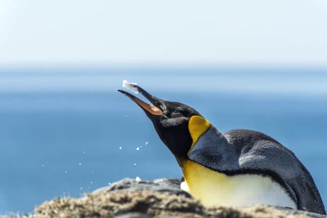 Photo of a King penguin at St Andrews Bay, South Georgia. See