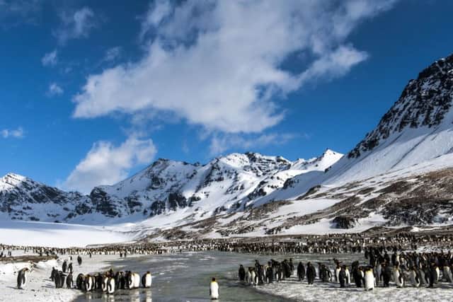 King penguins at St Andrews Bay, South Georgia.