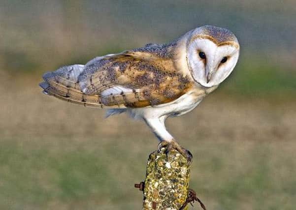 Improved hunting conditions saw barn owls return to Malham Tarn this year after an absence of 40 years, according to The National Trust.