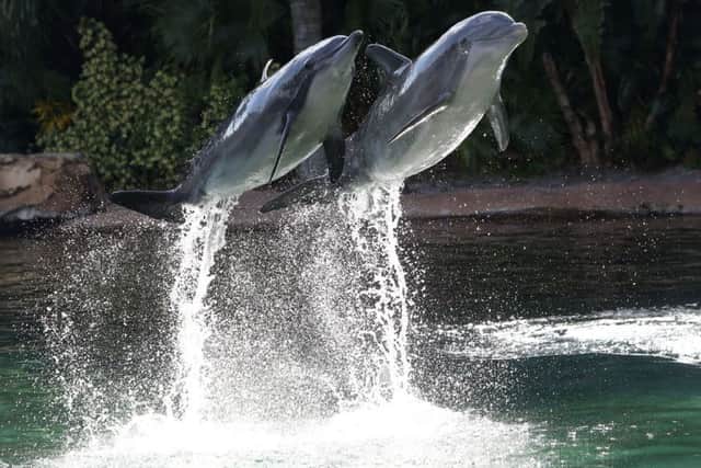 The dolphins at Discovery Cove is a highlight of any trip to Florida.