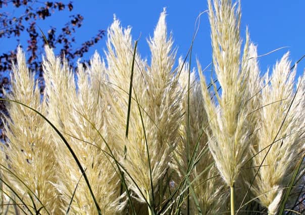 TOP GROWTH: Pampas grass can face just about anything the British climate can throw at it.