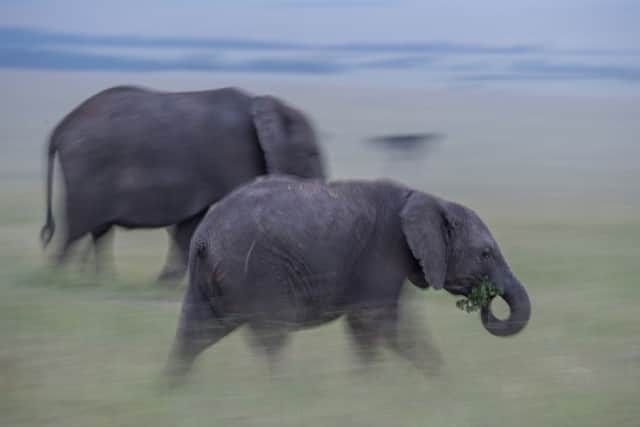 Elephants in Kenya's Masai Mara. PIC: PA