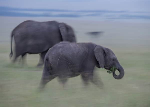 Elephants in Kenya's Masai Mara. PIC: PA
