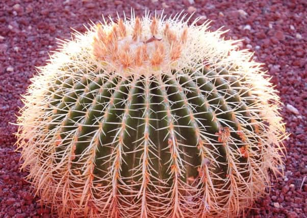 HANDS OFF: Echinocactus grusonii, popularly known as the golden barrel cactus, golden ball or even mother-in-laws cushion is best looked at from a safe distance.