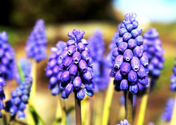 TRUE BLUE: Muscari are among the earliest of spring bulbs.