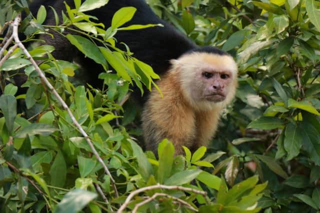A capuchin in the rainforest, Los Chiles, Costa Rica. PIC: PA
