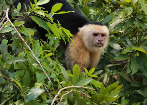 A capuchin in the rainforest,  Los Chiles, Costa Rica. PIC: PA