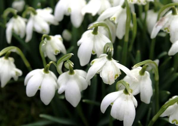 LIFE FORCE: The delicate but steely harbinger of spring, the snowdrop.
