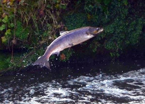 An Atlantic Salmon leaping Topcliffe Weir,  just yards from where the Archimedes screw would have been installed.