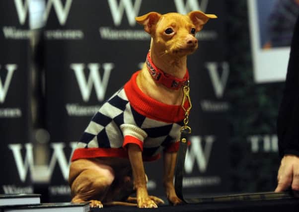 Instagram star Tuna the dog in Leeds. PIC: Simon Hulme