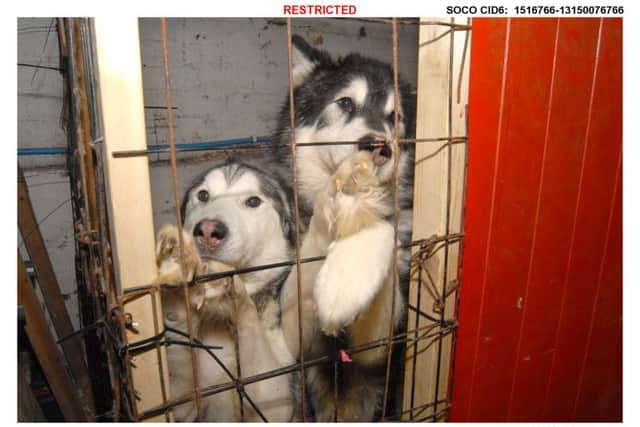 The dogs, mainly huskies, were found in filthy conditions