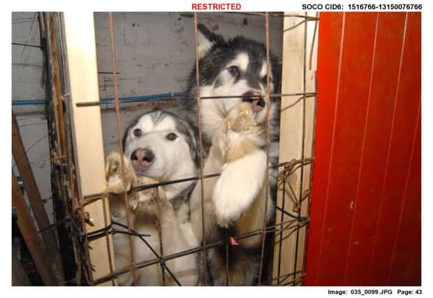 The dogs, mainly huskies, were found in filthy conditions