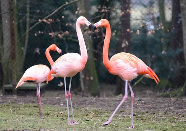 11 Feb 2015.........Love Birds event next week at Lotherton Hall.Flamingos. Picture Scott Merrylees SM1007/08c