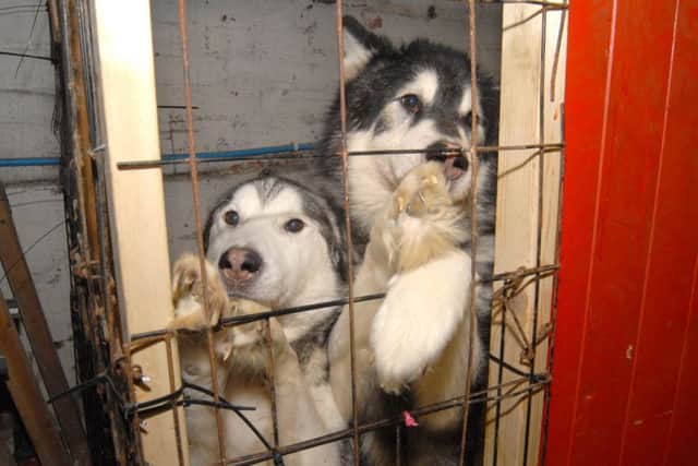 30 dogs and cats were found living in squalid conditions