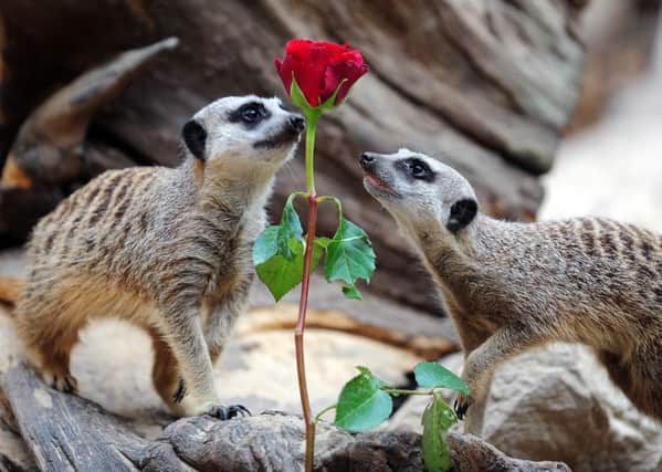 Animals at Tropical World in Roundhay Park get ready for Valentine's day.