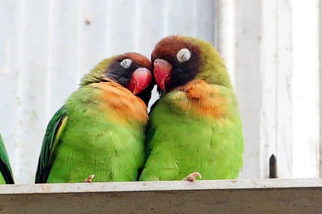 Love Birds cuddle up at Tropical World.