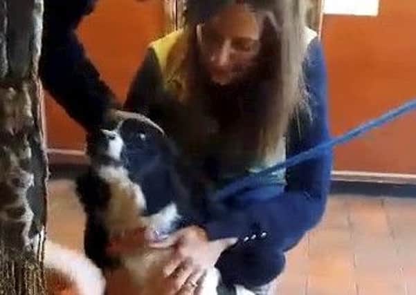 Video grab of the moment Bella the springer spaniel was reunited with her family after she was stolen from outside a Tesco in in Rothwell Northamptonshire. See SWNS story SWREUNITE - Watch the emotional moment a family is reunited with their dog who was missing for four months - and found 130 miles away. Bella the springer spaniel was stolen from outside a Tesco in October last year as owner Phil Osborne nipped in to buy wife Sarah some anniversary chocolates. He left the dog tied to a railing by the shop in Rothwell in Northants - something he had never done before. He left the shop less than a minute later and found she was nowhere to be seen. CCTV later showed the spaniel being stolen by a man who untied her and led her away.