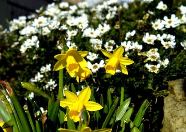 Early Spring flowers in Kippax.
