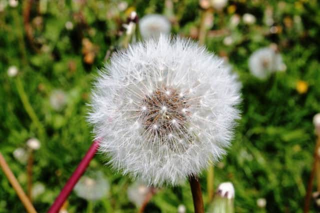 Dandelions are among the pests easy to spot in March.