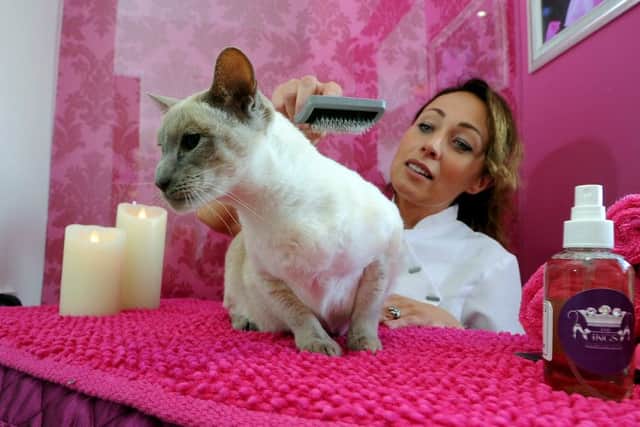 Jo Ounsley treats Mille the cat to some pampering