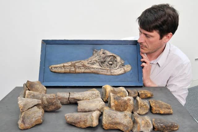 Neil Owen with some of the Hypselospinus bones and other fossils.