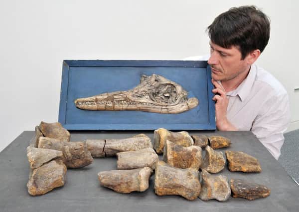 Neil Owen with some of the Hypselospinus bones and other fossils.