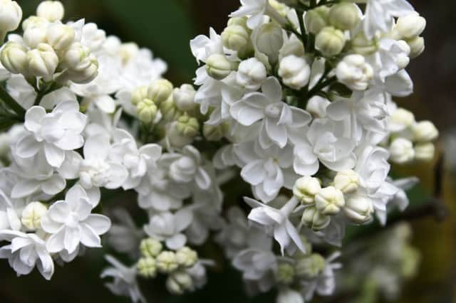 BREATH OF FRESH AIR: Lilac can grow and perfume just about anywhere.